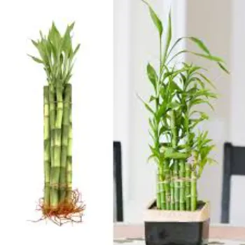 Natural Bamboo Plant